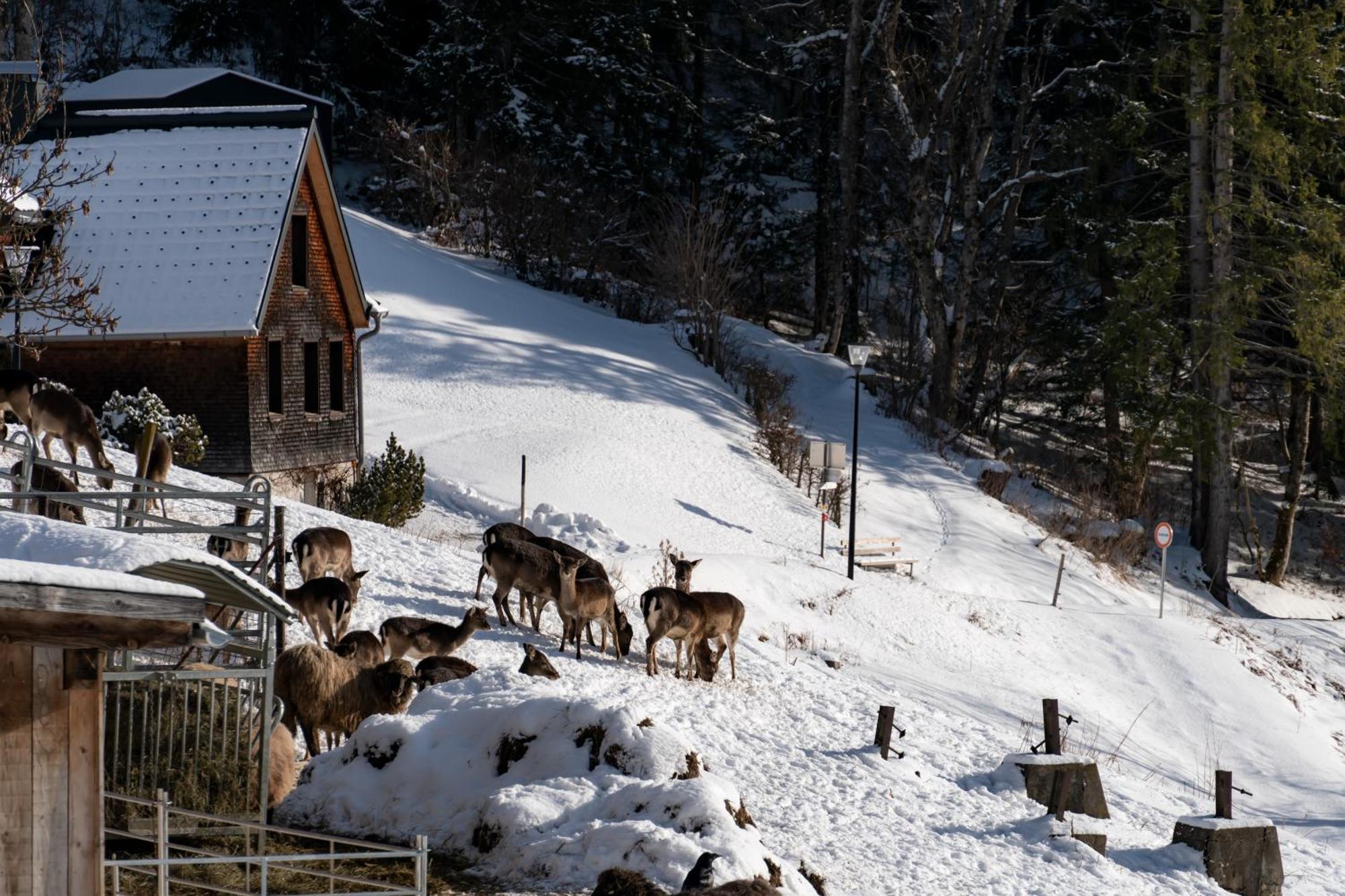 Peterhof Chalets Batschuns Eksteriør billede